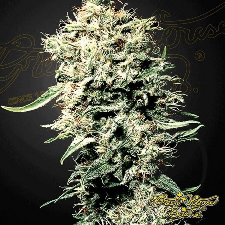 Plante de marijuana White Rhino