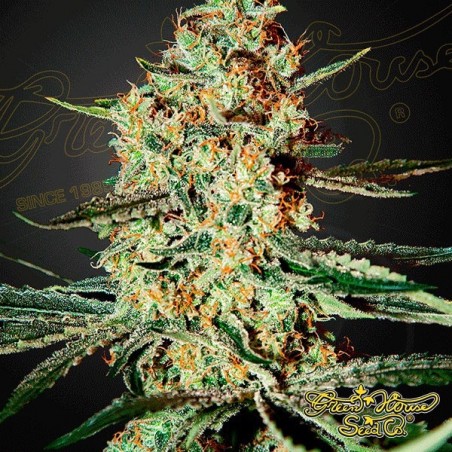 Plante de cannabis Himalaya Gold