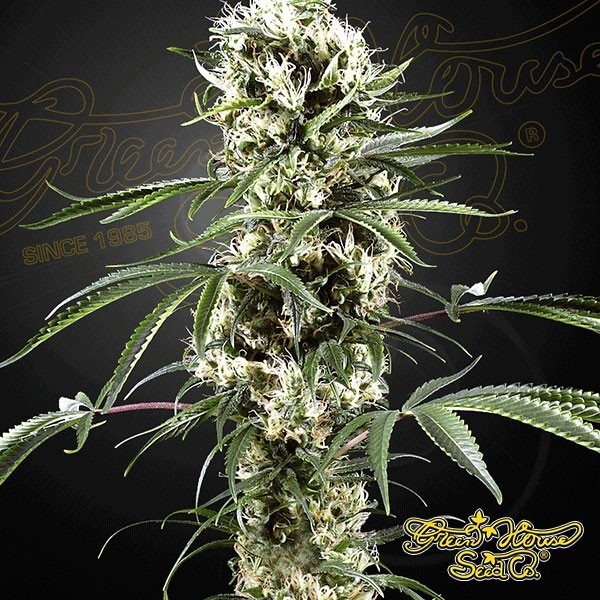 Plante de cannabis Super Lemon Haze