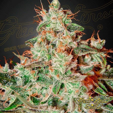 Lemon Skunk Plante de cannabis