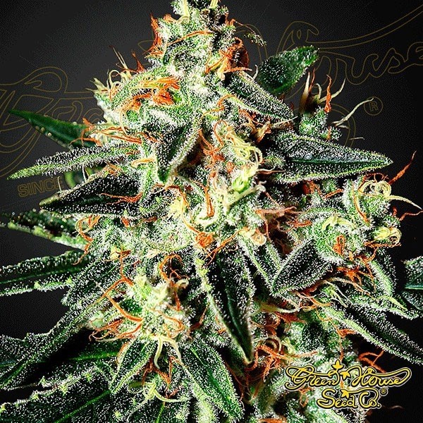 GH Cheese Plante de cannabis