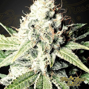 Great White Shark Plante de cannabis
