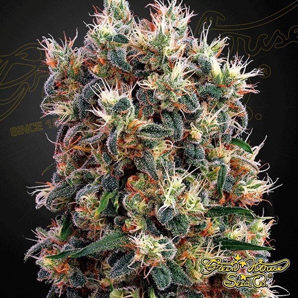 Voir The Church Plante de cannabis