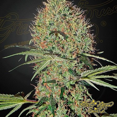 Super Bud Auto Plante de marijuana
