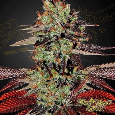 King's Kush Auto