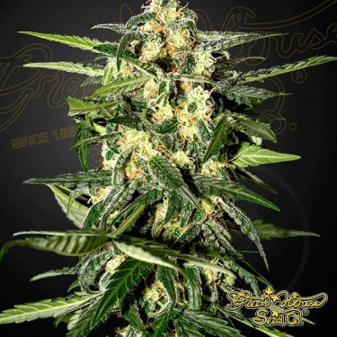 Jack Herer Auto Plante de marijuana