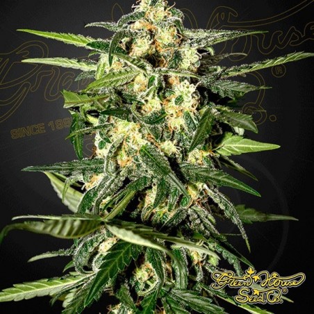 Jack Herer Auto Plante de marijuana