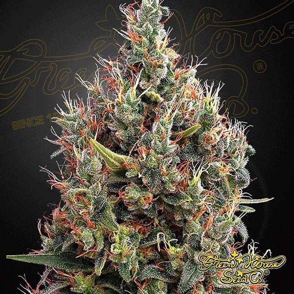 Voir Big Bang Auto Plante de marijuana