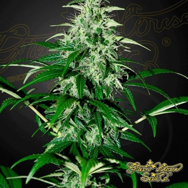 Kalashnikova Auto Plante de marijuana