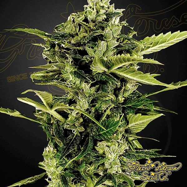 Voir Plante de marijuana Auto Bomb