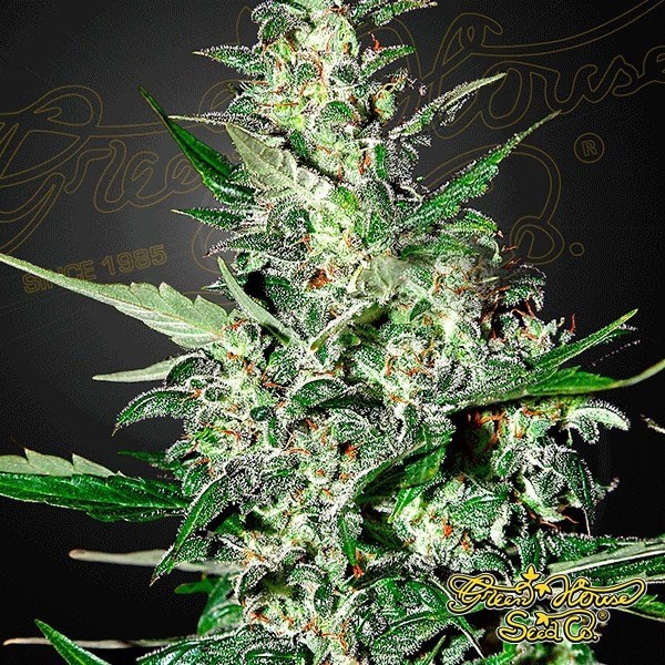 Voir Super Critical Auto par Green House Seeds - Grow Barato