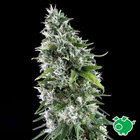 Kritikal Bilbo x AK-47 Plante de cannabis