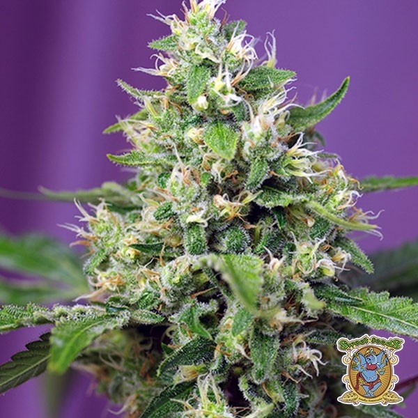 Voir Plante de cannabis Sweet Amnesia Haze XL Auto