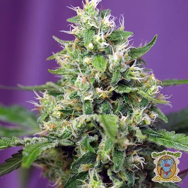 Voir Plante de cannabis Sweet Amnesia Haze XL Auto
