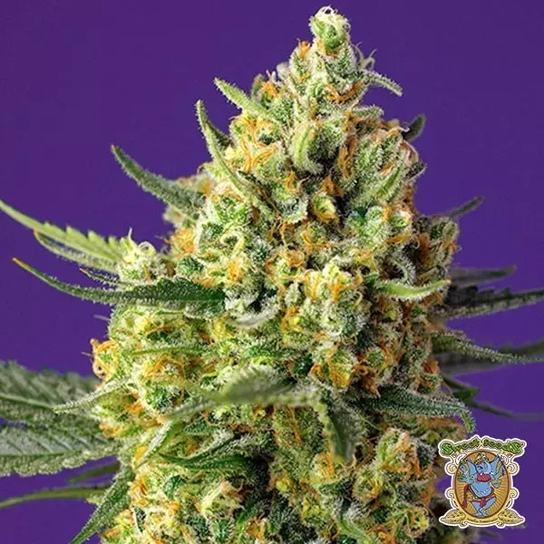 Voir Plante de cannabis Crystal Candy XL Auto
