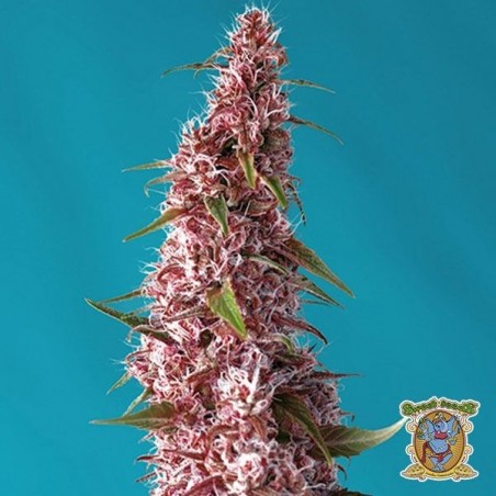 Plante de cannabis Red Pure Auto CBD