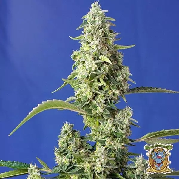 Voir Gorilla Girl XL Auto Plante de cannabis