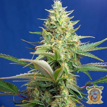 Sweet Pure Auto CBD Plante de cannabis
