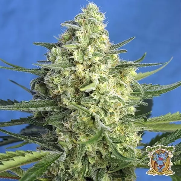 Voir Plante de cannabis Jack 47 XL Auto
