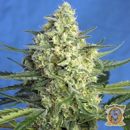 Plante de cannabis Jack 47 XL Auto