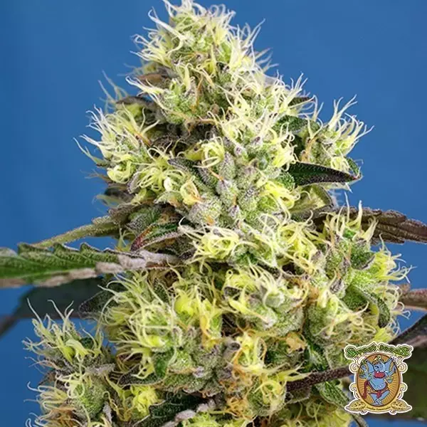 Voir Plante de cannabis Sweet Gelato Auto