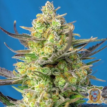 Plante de cannabis Sweet Cheese XL Auto
