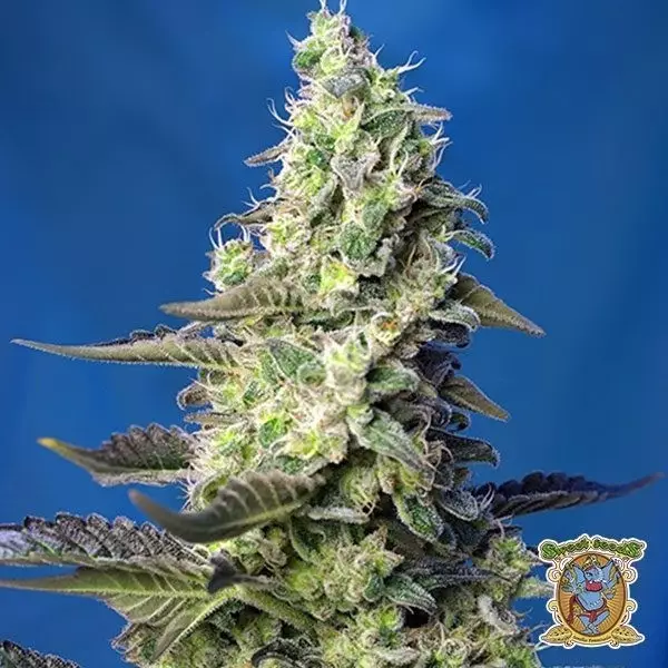 Voir Graines Green Poison XL Auto de Sweet Seeds - Grow Barato