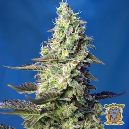 Plant de cannabis
