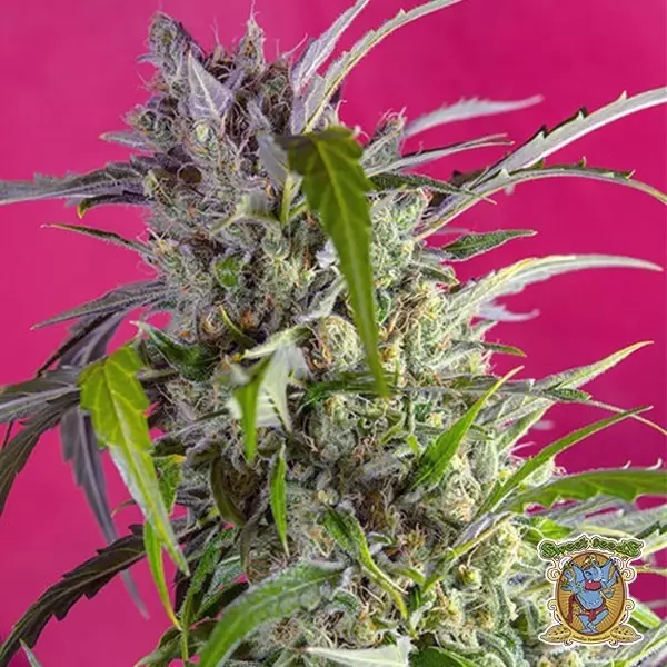 Voir Crystal Candy Auto Plante de marijuana