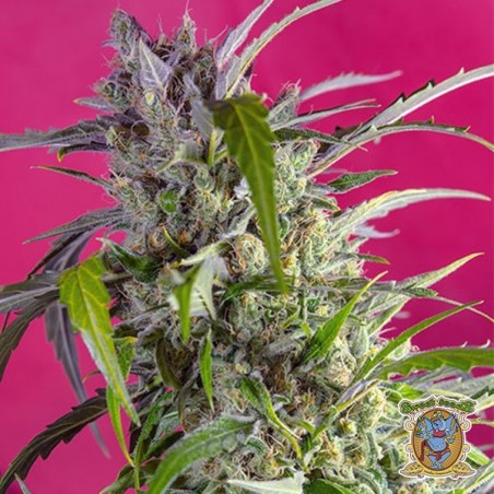 Crystal Candy Auto Plante de marijuana