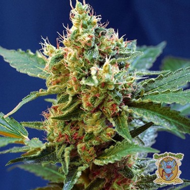 Plante de marijuana Cream Mandarine XL  Auto