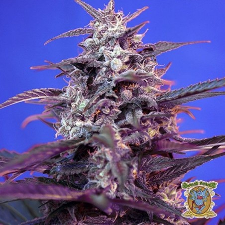 Plante de marijuana
