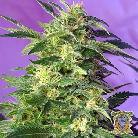 Plante de marijuana