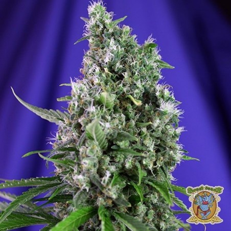 Plante de marijuana