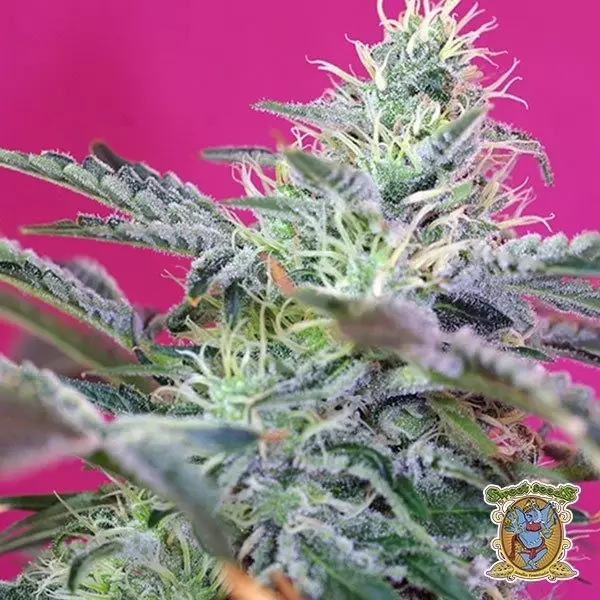 Voir Sweet Cheese Auto