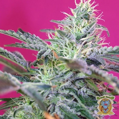 Sweet Cheese Auto