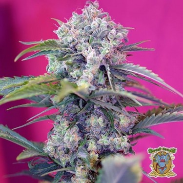 Cream Mandarine Auto