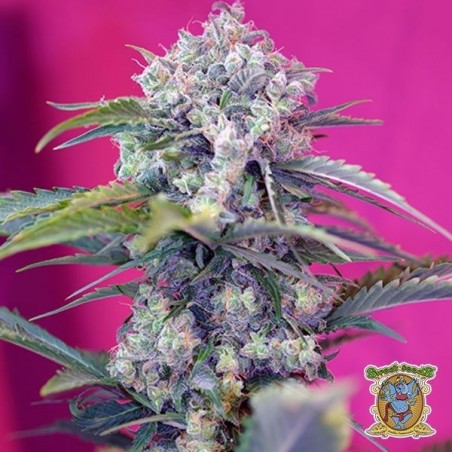 Cream Mandarine Auto