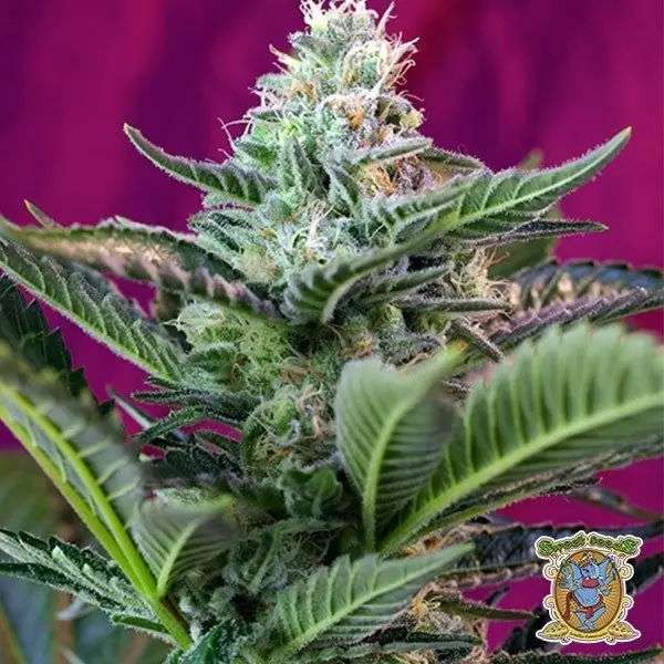 Voir Mohan Ram Auto Plante de cannabis