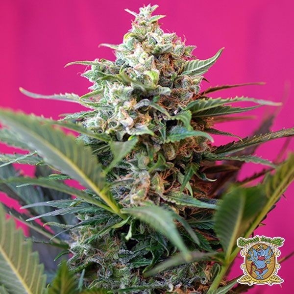 Voir Big Devil XL Auto Plante de cannabis