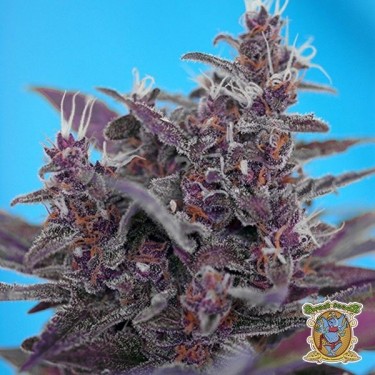 Black Cream Auto Plante de cannabis