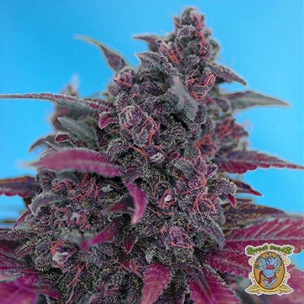 Dark Devil Auto Plante de cannabis