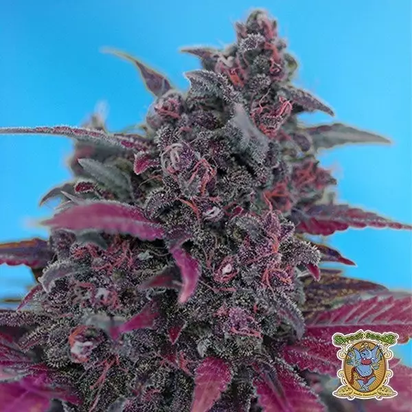Voir Dark Devil Auto Plante de cannabis