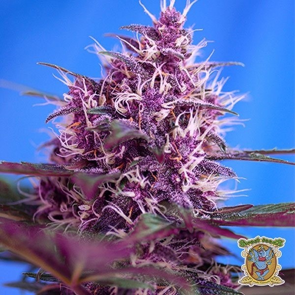 Voir Red Poison Auto Plante de cannabis