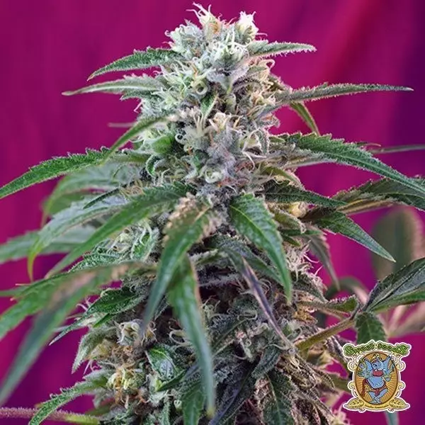 Voir Green Poison Auto Plante de cannabis