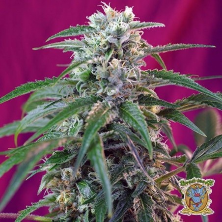 Green Poison Auto Plante de cannabis