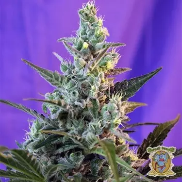 Plante de cannabis Sweet Skunk Auto