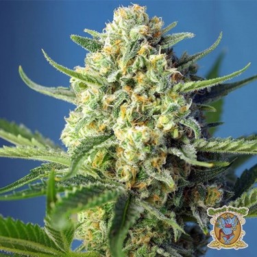 S.A.D. Auto Plante de cannabis