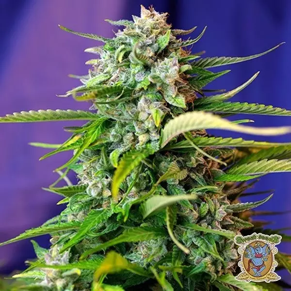 Voir Plante de cannabis Jack 47 Auto