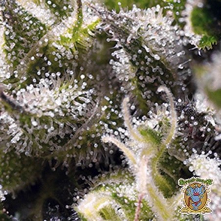 Plante de cannabis Cream Caramel Auto